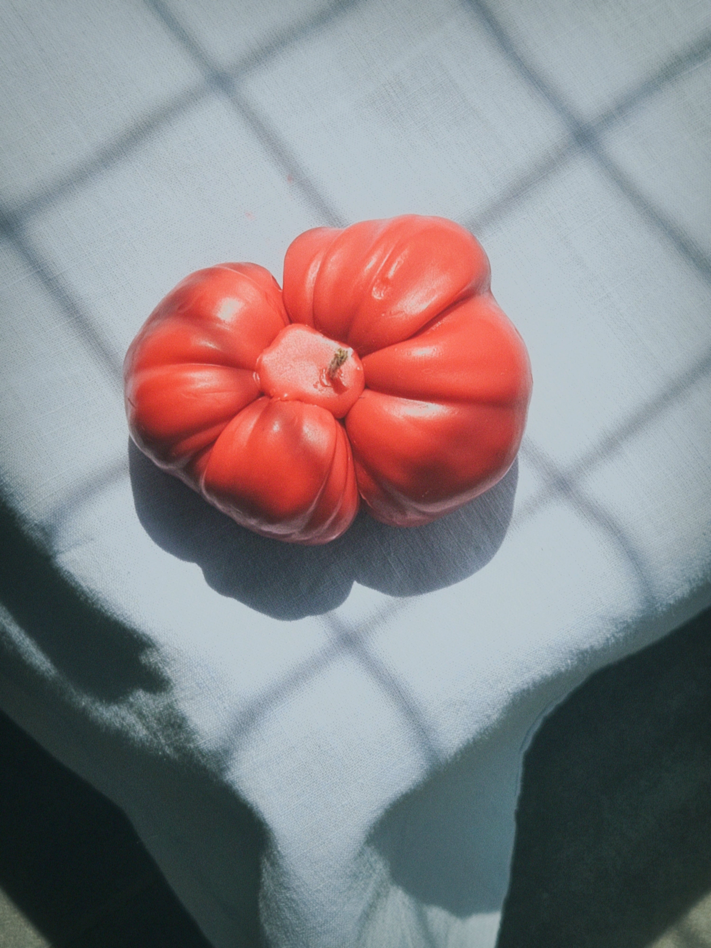 Tomato Tango - medium